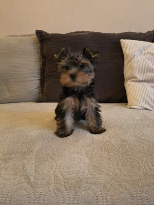 Yorkshire Terrier - imagine 5