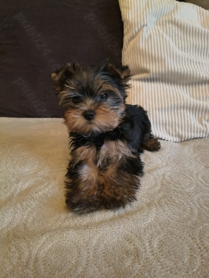 Yorkshire Terrier - imagine 4