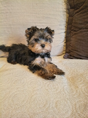 Yorkshire Terrier - imagine 3