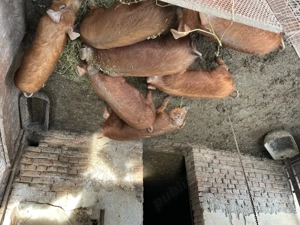 Vând porci duroc rasa pura - imagine 4