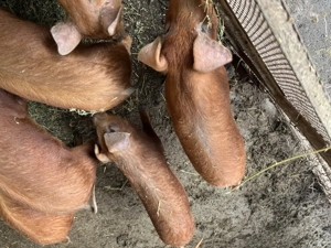 Vând porci duroc rasa pura - imagine 3