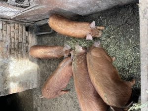 Vând porci duroc rasa pura - imagine 2