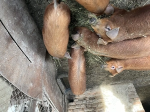 Vând porci duroc rasa pura - imagine 5