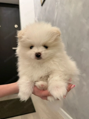 Pomeranian mini toy cu pedigree