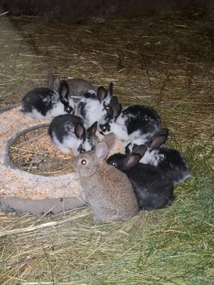 Vand pui de iepure  - imagine 2