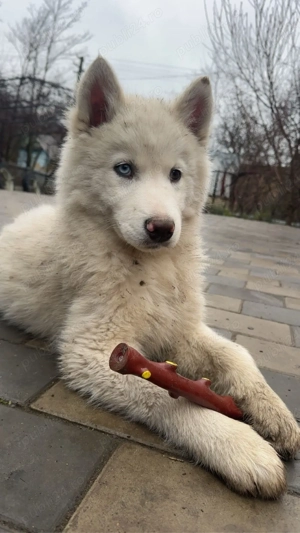 Vand husky  - imagine 4