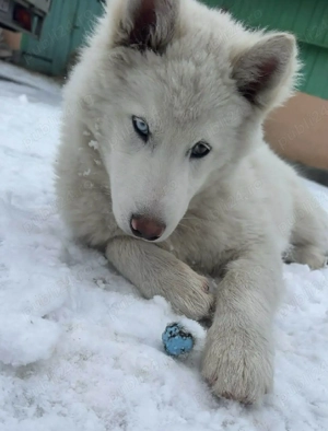 vând caine husky  - imagine 2