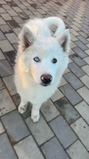 Vand husky  - imagine 3