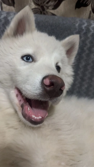 Vand husky  - imagine 2