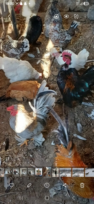 vand cocosi pitici  - imagine 3