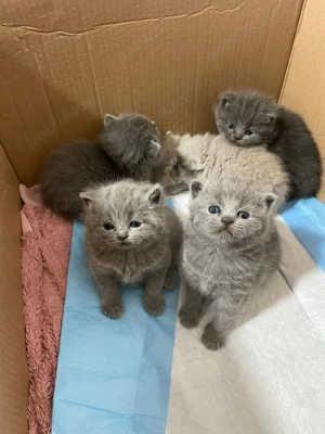British Shorthair Blue  - imagine 2