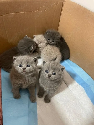 British Shorthair Blue 