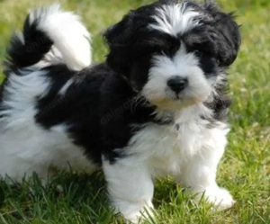 Bichon   fetițe și baietei