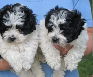 Bichon havanez fetițe și baietei