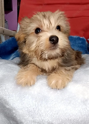 Băiat 2 luni jumate 