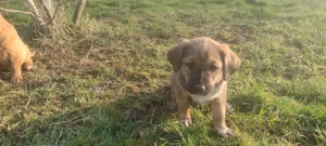 Căței spre adopție - imagine 3