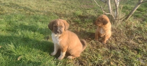 Căței spre adopție - imagine 2