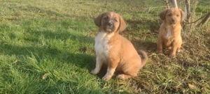 Căței spre adopție