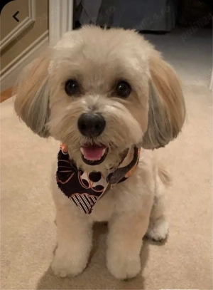 Vand bichon - imagine 2