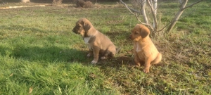 Căței spre adopție - imagine 4