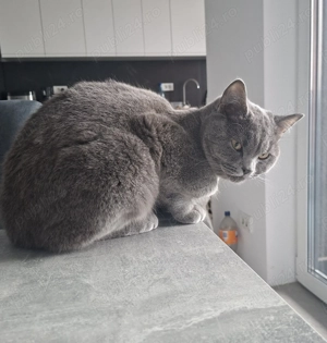 Motănel British Shorthair - imagine 4