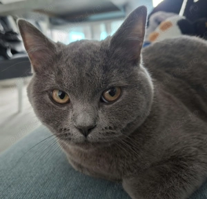 Motănel British Shorthair - imagine 2