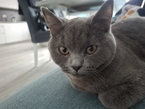 Motănel British Shorthair - imagine 3