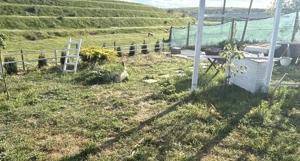 Teren Intravilan Zina regnum tulcea - imagine 3