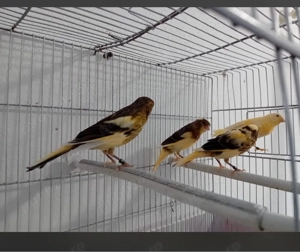 Vand canari  - imagine 2