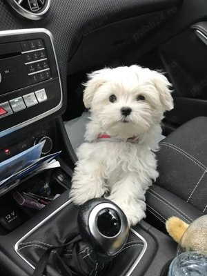 bichon maltez mini toy Perfect 