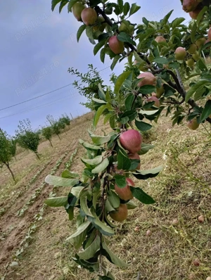 casa locuibilă in mesteacăn, Corni, Botoșani  - imagine 5
