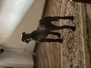 American pitbul terrier Apbt