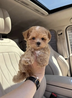 Fetița Maltipoo toy