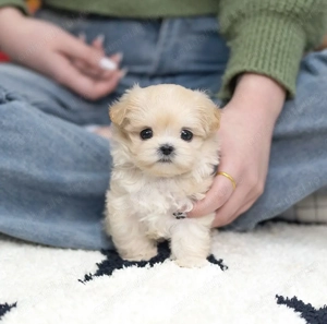 Mascul Maltipoo toy