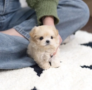 Mascul Maltipoo toy - imagine 2