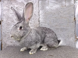 Vând iepuri! - imagine 2