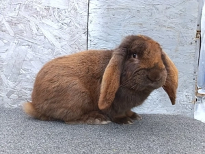 Vând iepuri! - imagine 3