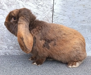 Vând iepuri! - imagine 4