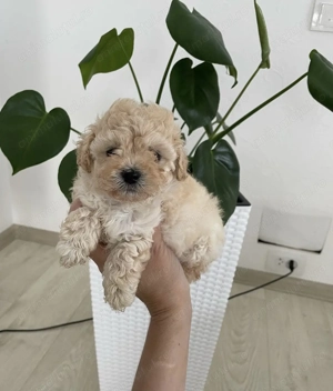 Maltipoo mascul toy