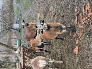 Oi și berbeci de Camerun 