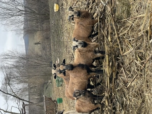 Oi și berbeci de Camerun  - imagine 3