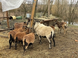 Oi și berbeci de Camerun  - imagine 2