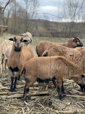 Oi și berbeci de Camerun  - imagine 4