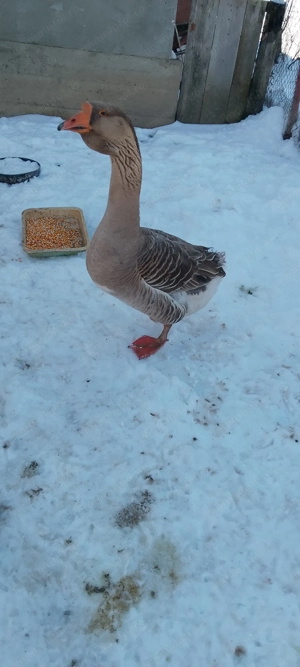 Vând gascani americani