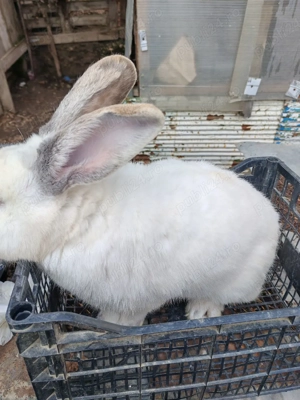 vand iepuroi - imagine 2