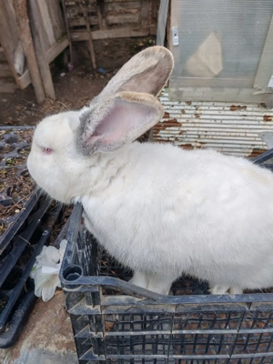 vand iepuroi - imagine 3