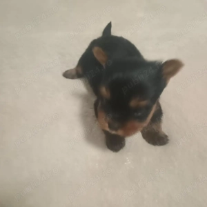  Yorkshire Terrier Mini Toy - imagine 2