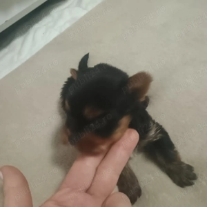  Yorkshire Terrier Mini Toy - imagine 3