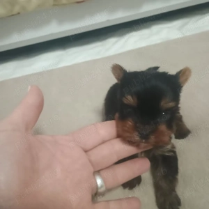  Yorkshire Terrier Mini Toy - imagine 4