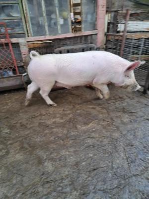 Vând porc de 10 luni - imagine 4